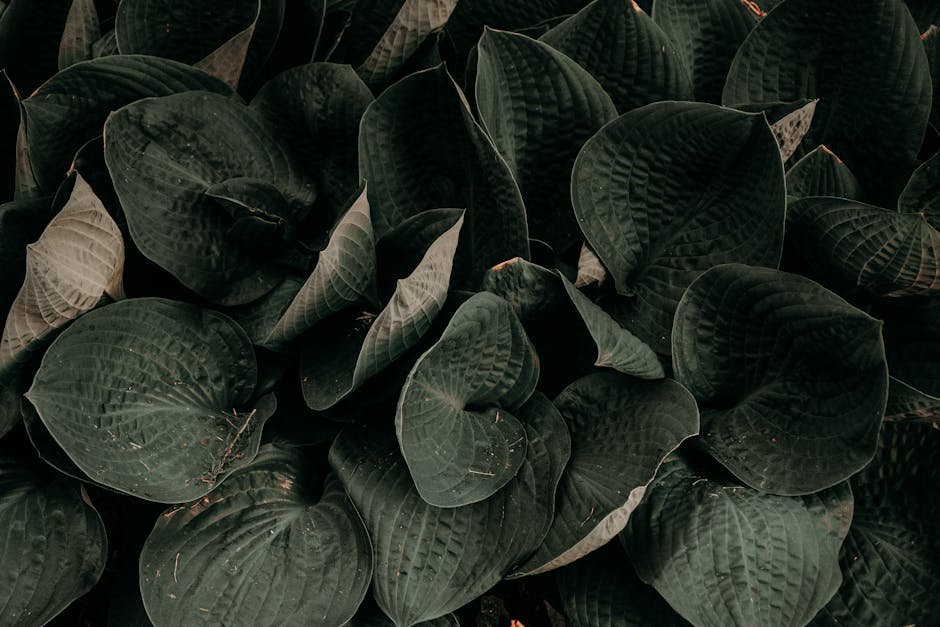 Close-up of dark green leaves creating a textured, natural background.