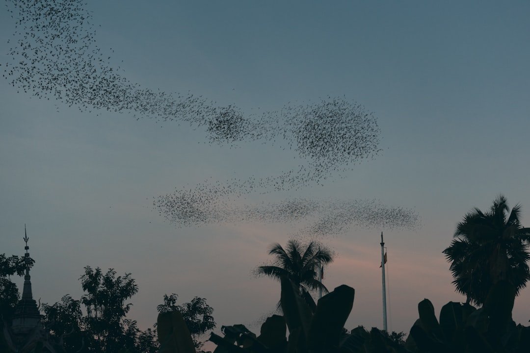 A flock of birds flying in the sky