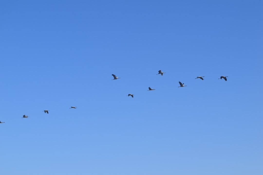 a flock of birds flying through a blue sky