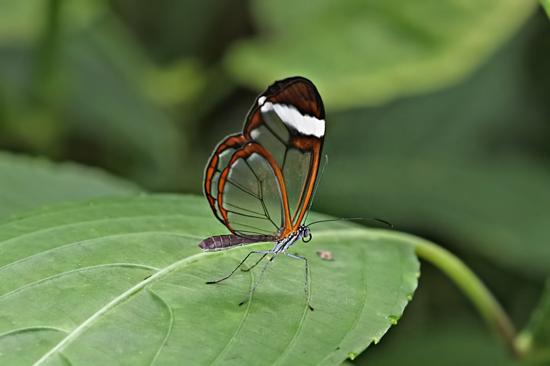 A close up of a butterfly on a leaf