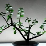 a plant in a pot