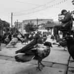 Man plays for pigeons in a public space.