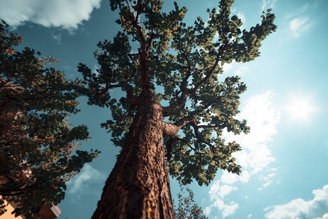 large brown tree under white clouds